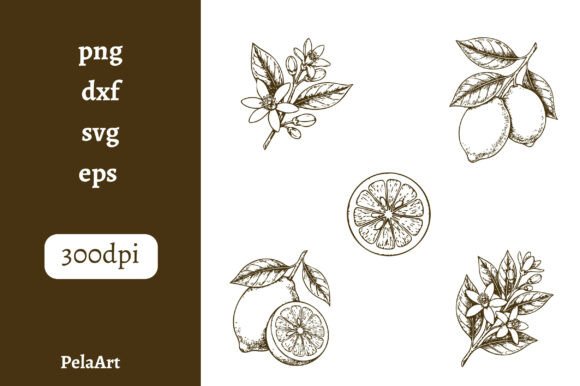 Timeless Appeal: Using Vintage Lemon Illustrations in Design
